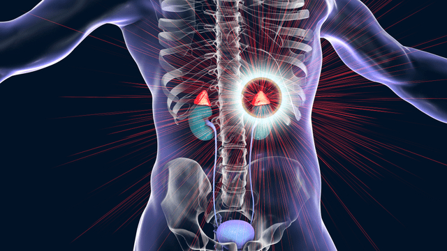 Adrenal Gland